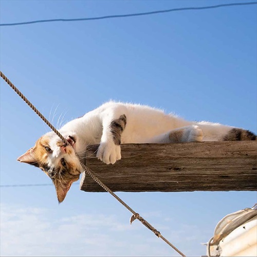 必死すぎるネコカレンダーロープが気になりすぎてへんてこな体勢に