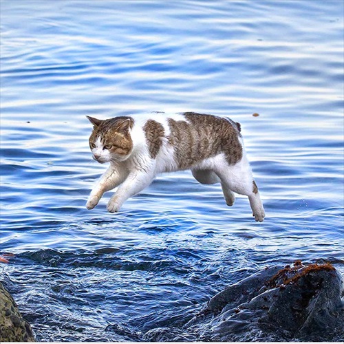 必死すぎるネコカレンダーこのあと無事に着地できたようです