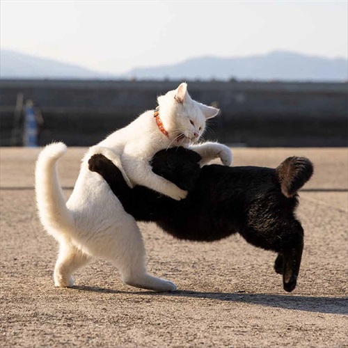 必死すぎるネコカレンダー激しいぶつかり合いです