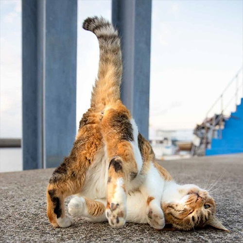 必死すぎるネコカレンダー体やわらかいですね