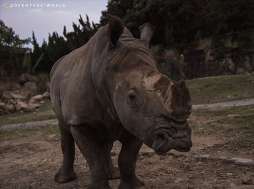 アドベンチャーワールドナイトサファリ