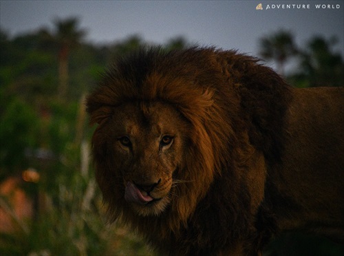 アドベンチャーワールドナイトサファリ