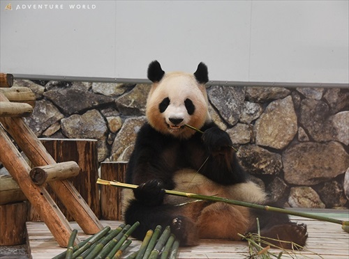 アドベンチャーワールドナイトサファリ