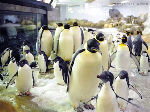 アドベンチャーワールドナイトサファリ