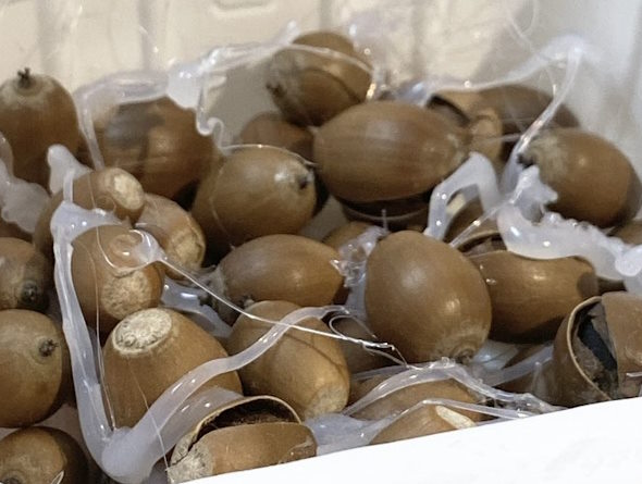 子どもが保育園で作ってきた納豆