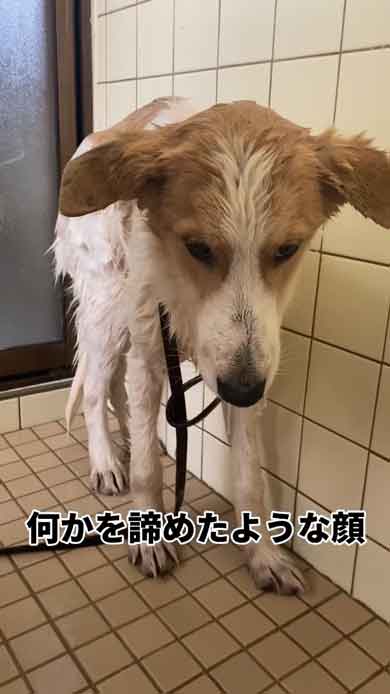 元野犬