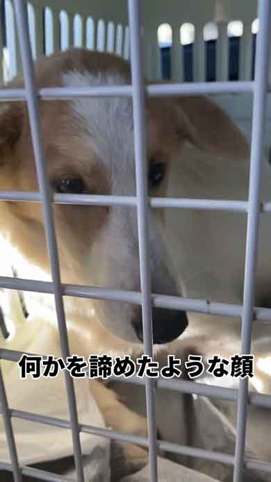 保護された野犬