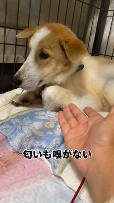 反応しない犬