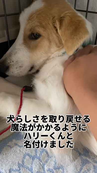 怖がる犬