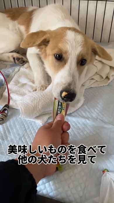 ご飯食べる犬