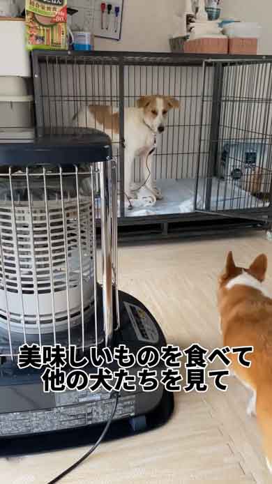 変化した犬