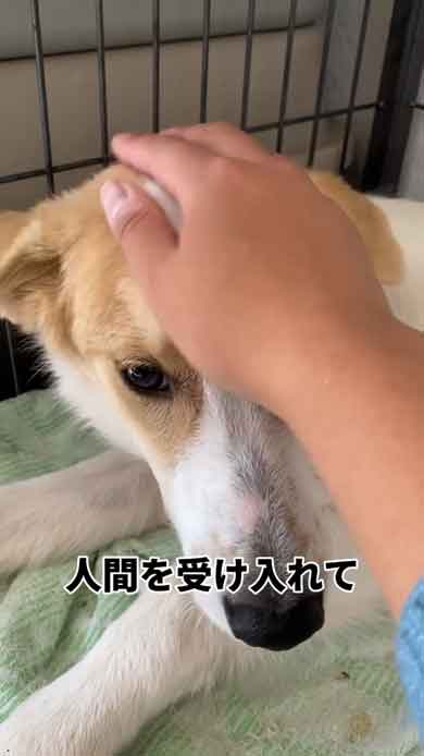 なでさせる犬