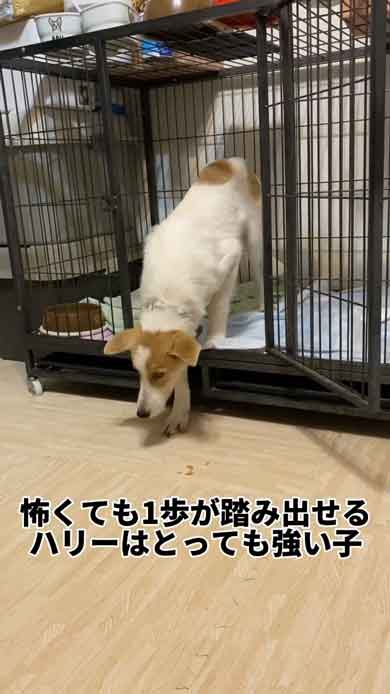 一歩踏み出す犬
