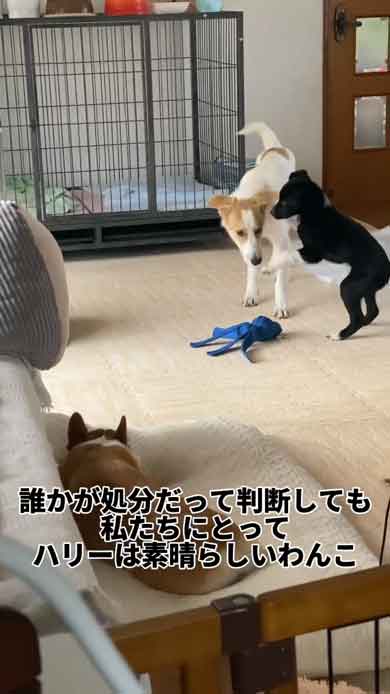 遊ぶ犬