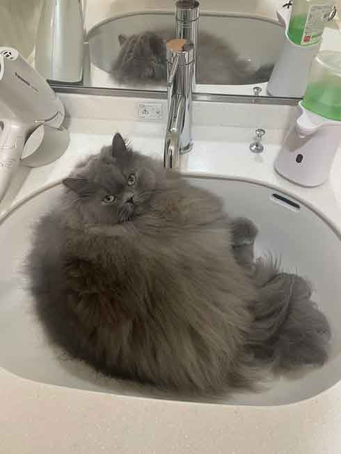 サイベリアン 猫 風呂 シャンプー 面積 実体積 3倍 ビフォーアフター