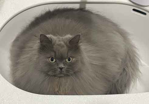 サイベリアン 猫 風呂 シャンプー 面積 実体積 3倍 ビフォーアフター