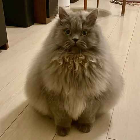 サイベリアン 猫 風呂 シャンプー 面積 実体積 3倍 ビフォーアフター