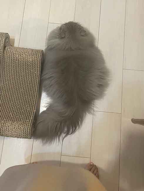 サイベリアン 猫 風呂 シャンプー 面積 実体積 3倍 ビフォーアフター