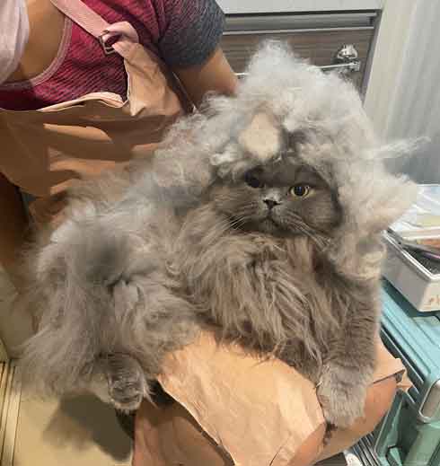 サイベリアン 猫 風呂 シャンプー 面積 実体積 3倍 ビフォーアフター