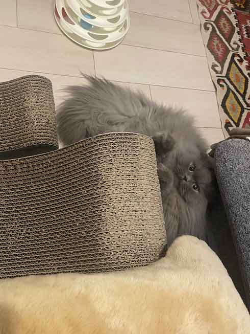 サイベリアン 猫 風呂 シャンプー 面積 実体積 3倍 ビフォーアフター