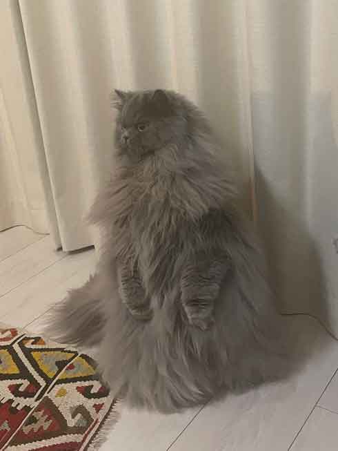 サイベリアン 猫 風呂 シャンプー 面積 実体積 3倍 ビフォーアフター