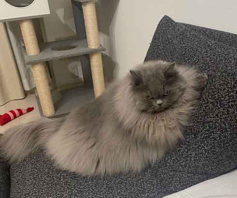 サイベリアン 猫 風呂 シャンプー 面積 実体積 3倍 ビフォーアフター