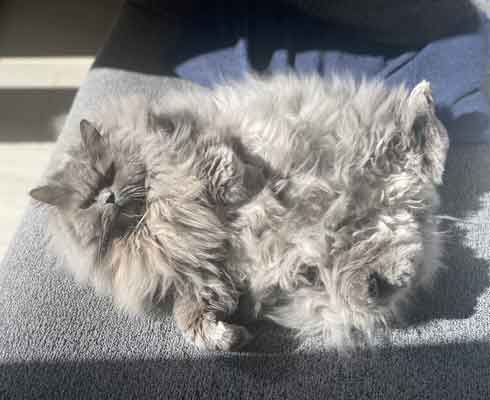 サイベリアン 猫 風呂 シャンプー 面積 実体積 3倍 ビフォーアフター