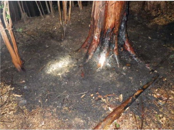 埼玉県飯能市観光情報公式X（Twitter） 山火事 たき火 注意喚起