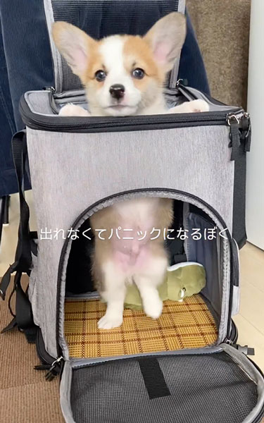 パニくる子犬