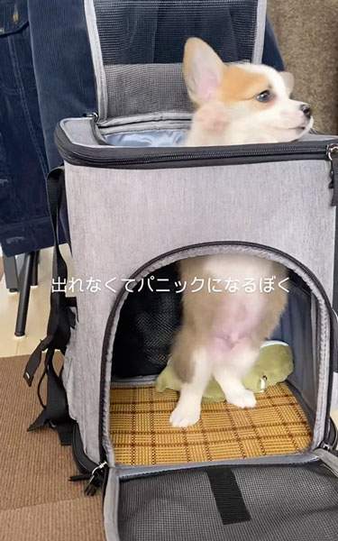 パニくる子犬