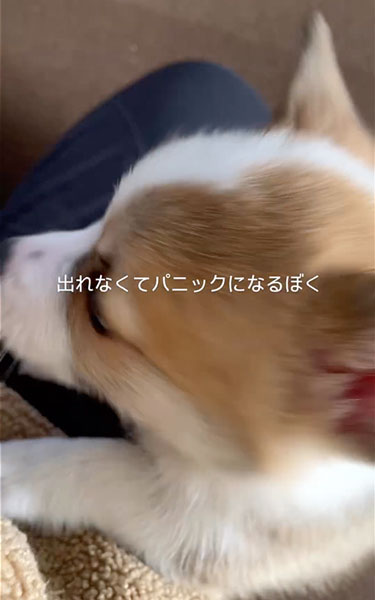 パニくる子犬