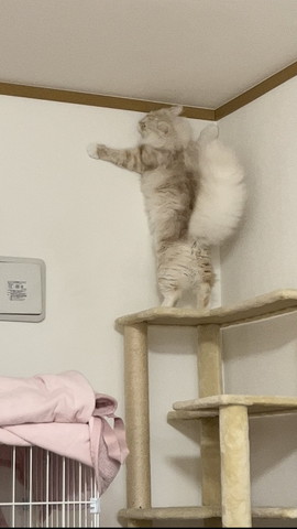 壁にくっつく猫