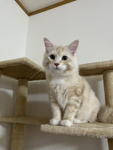 お座りしてる猫ちゃん