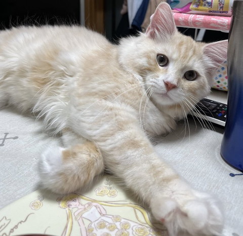 寝そべってる猫