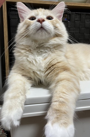 上を見てる猫ちゃん