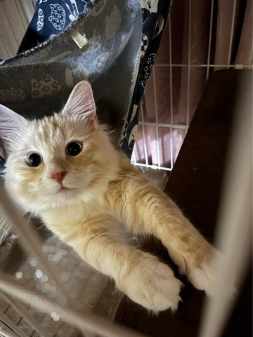 ハンモックにいる猫ちゃん