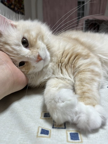 頭なでられる猫ちゃん