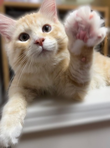 前足広げてる猫