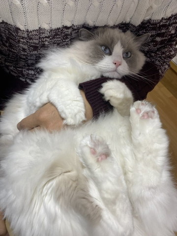 抱っこされる猫