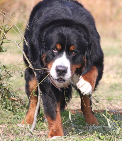 枝くわえてるワンコ