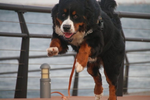 走ってるワンコ