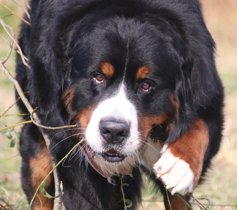 枝くわえてるワンコアップ