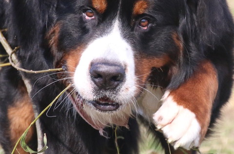 枝くわえてるワンコ口元アップ