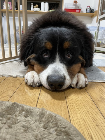 前足そろえて上目遣いワンコ