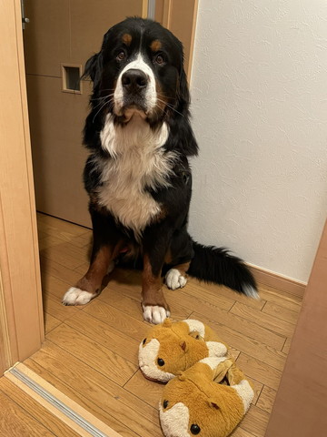 お座りしてるワンコ