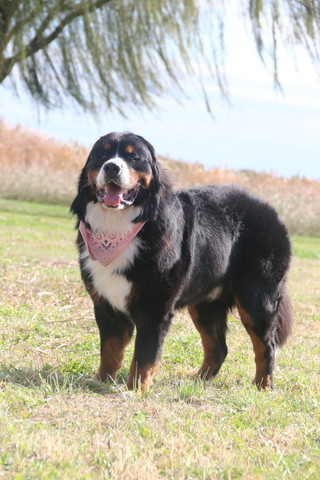 バンダナつけてるワンコ