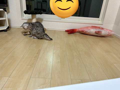 猫の横顔とタイ