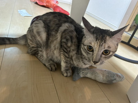 失敗される猫 I injured the new cat so that it couldn't walk. - YouTube