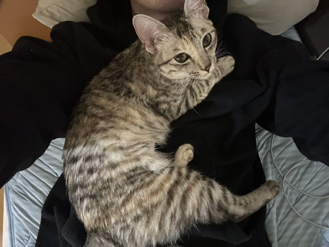 飼い主の上に乗る猫