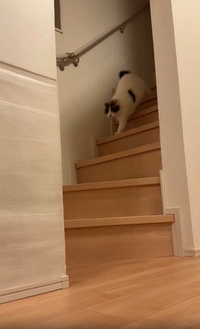 階段上部から降りる猫ちゃん